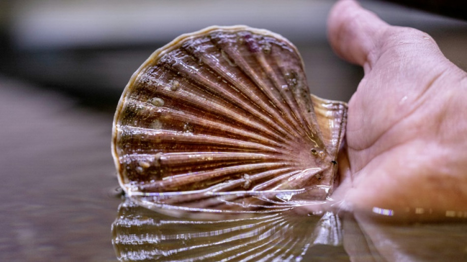 Coquilles Saint-Jacques: l'&eacute;closerie qui lutte contre l'&eacute;puisement de la ressource