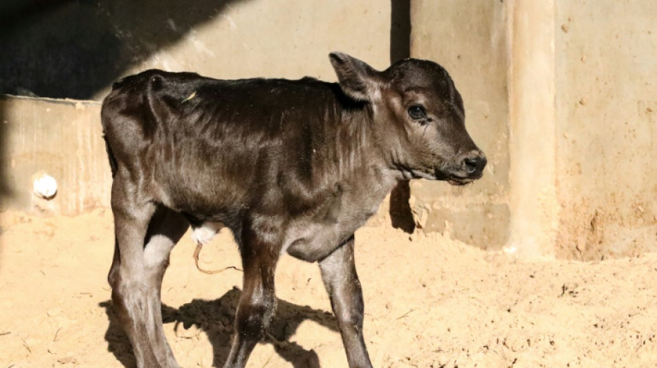 En Libye, une &eacute;pid&eacute;mie de fi&egrave;vre aphteuse d&eacute;cime les &eacute;levages