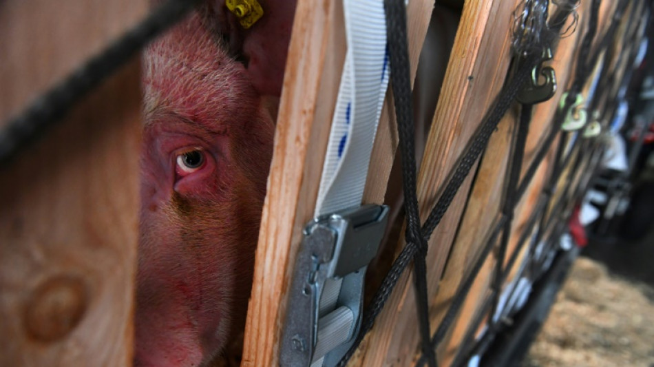 "Chaud Dedans": une campagne pour alerter sur le transport des animaux d'&eacute;levage en &eacute;t&eacute; 