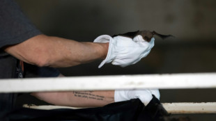 &iexcl;Santa ola de fr&iacute;o, Batman! ONG rescata a murci&eacute;lagos congelados en Texas