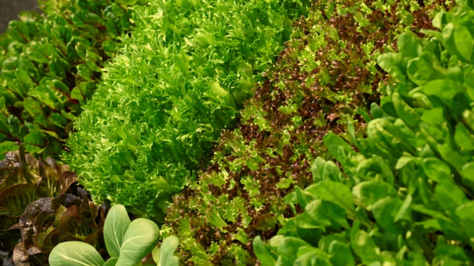 Verband: Salate wegen zu k&uuml;hlen und nassen Wetters knapp