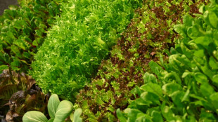 Verband: Salate wegen zu k&uuml;hlen und nassen Wetters knapp