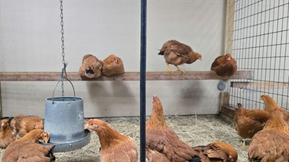 Acht lebende H&uuml;hner aus Sperrm&uuml;llhaufen in Mecklenburg-Vorpommern gerettet