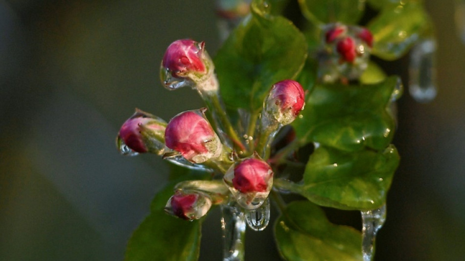 Les agriculteurs vigilants face au risque de gel&eacute;es blanches
