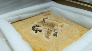 Brasil recupera un f&oacute;sil de dinosaurio llevado irregularmente a Alemania