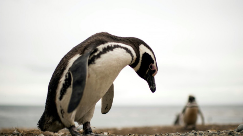 Argentine: trois ans de prison pour avoir tu&eacute; des manchots