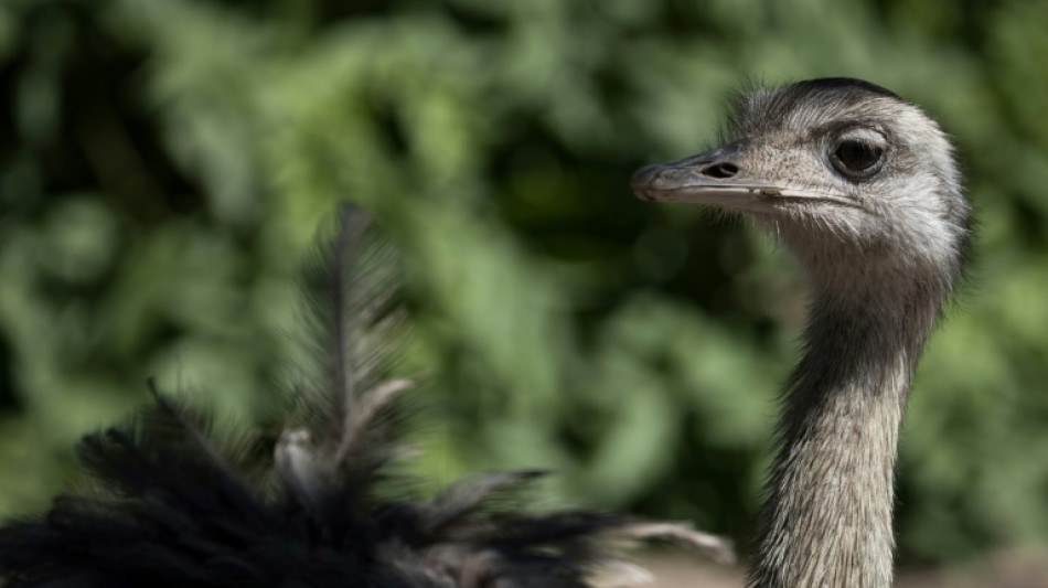 Aus Gehege ausgeb&uuml;xt: Aggressiver Emu in Th&uuml;ringen erschossen 