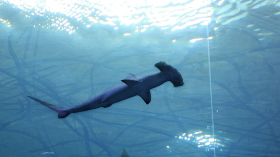 Cumbre de especies amenazadas debate restringir tr&aacute;fico de aletas de tibur&oacute;n