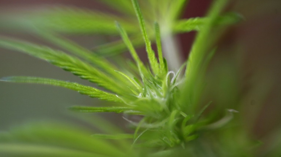 M&aacute;s de 450 imputados en el Reino Unido en un gran operativo contra las plantaciones de cannabis