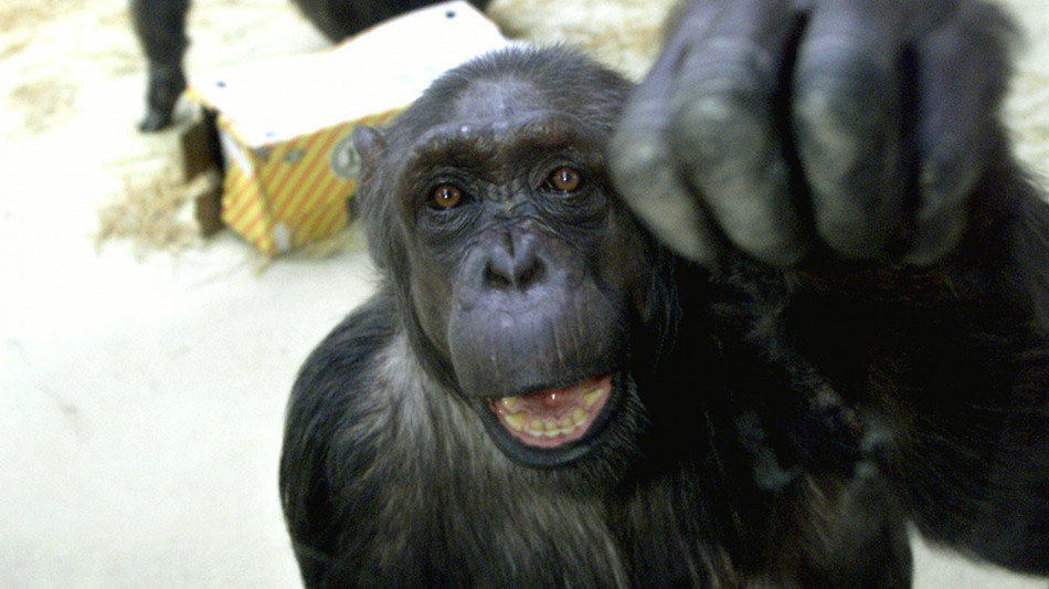 Gli scimpanz&eacute; conversano a gesti con ritmi simili agli umani