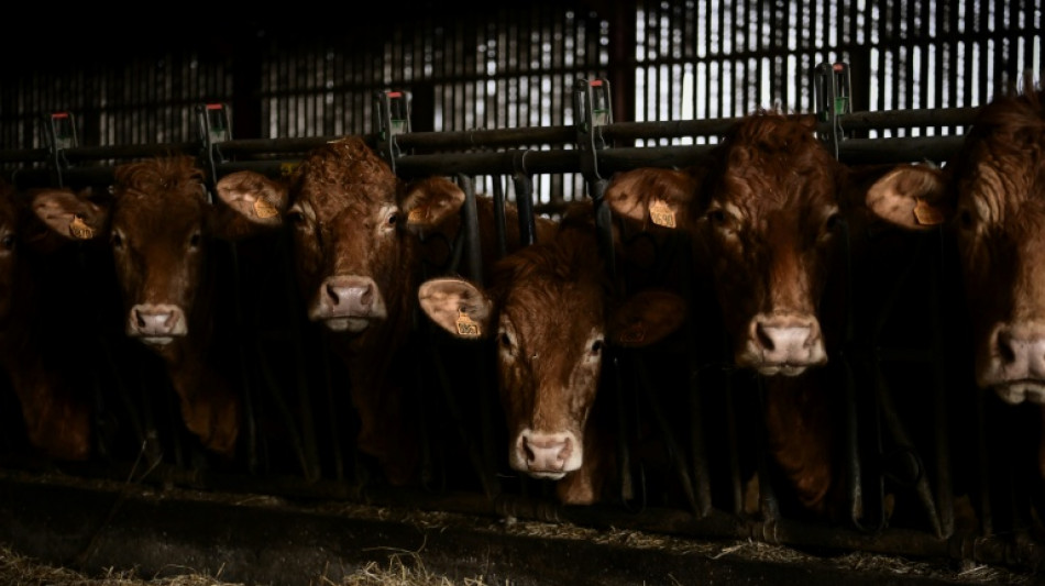 Elevages bovins: les seuils de d&eacute;claration environnementale relev&eacute;s