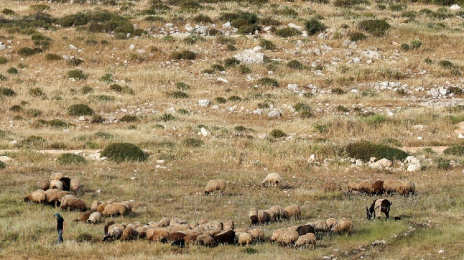 En Cisjordanie occup&eacute;e, les bergers aux avant-postes des colons