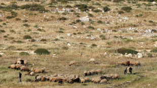 En Cisjordanie occup&eacute;e, les bergers aux avant-postes des colons