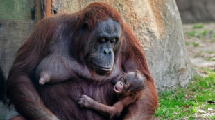 Nace en el zool&oacute;gico de Madrid un orangut&aacute;n de Borneo, especie en peligro de extinci&oacute;n
