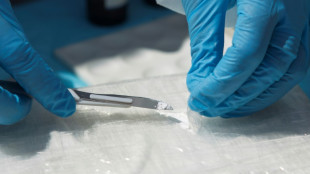 Zoll entdeckt in Hamburger Hafen knapp halbe Tonne Kokain - zwei Festnahmen