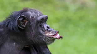 Le percussioni degli scimpanzé svelano le origini del ritmo