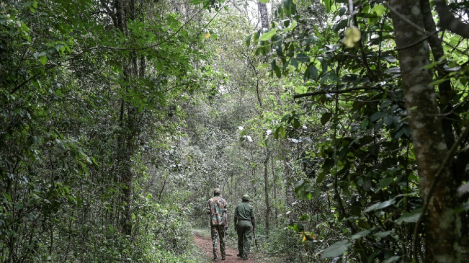 Kenya's Ruto lifts six-year logging ban
