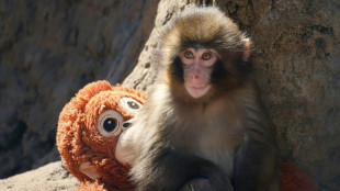 Punch the baby monkey isn't being bullied: Japan zoo