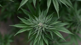 Calif&oacute;rnia permitir&aacute; caf&eacute;s dedicados &agrave; cannabis, como nos Pa&iacute;ses Baixos