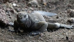 Iguanas se reproducen en isla de Gal&aacute;pagos de donde desaparecieron hace un siglo