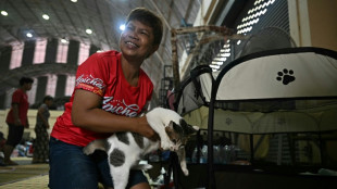 Thai woman herds cats under fire in Cambodia clashes