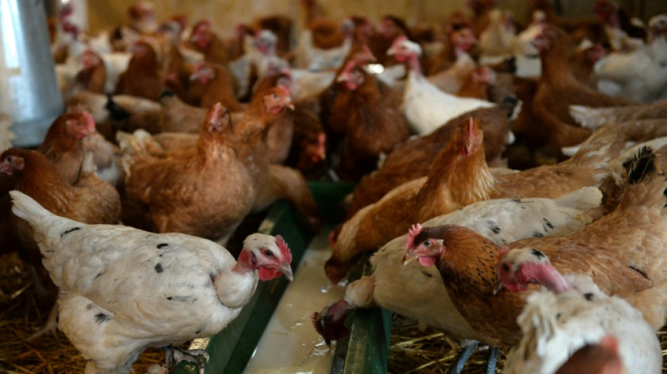 Grippe aviaire: le risque redescend &agrave; un niveau "n&eacute;gligeable" en France