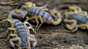De la vive &agrave; la punaise de lit, ces "bestioles" qui irritent les urgences