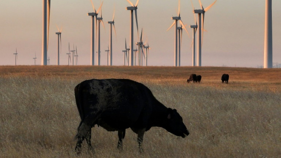 Pre&ccedil;o da carne vermelha dispara nos EUA devido &agrave; escassez de gado