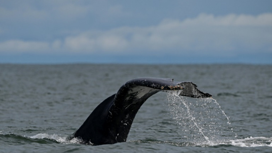 Sans r&eacute;duction des gaz &agrave; effet de serre, une extinction de masse possible dans les oc&eacute;ans