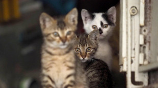 Intesa in Ue su nuove regole per la salute di cani e gatti