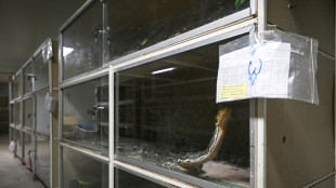 Carne de serpiente, una alternativa para una dieta rica en prote&iacute;nas