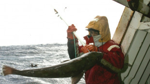 Captures de dauphins: la p&ecirc;cherie des Kerguelen en mod&egrave;le?