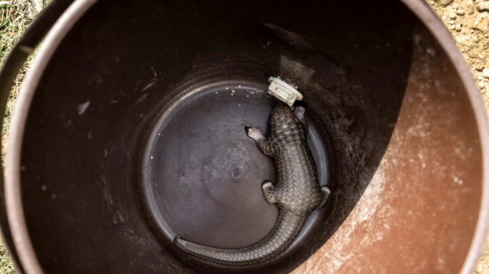 El pangol&iacute;n se acerca a la extinci&oacute;n en Liberia por su carne y sus codiciadas escamas