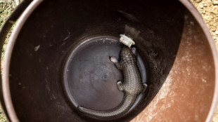 El pangol&iacute;n se acerca a la extinci&oacute;n en Liberia por su carne y sus codiciadas escamas