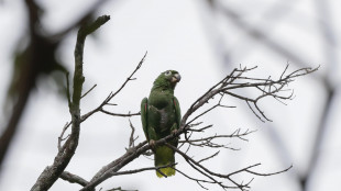 Diversit&agrave; genetica in calo per pi&ugrave; di 400 specie in 30 anni