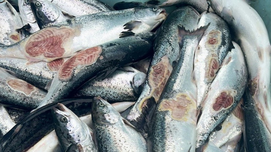 Foodwatch fordert Verkaufsstopp f&uuml;r Lachs aus Norwegen