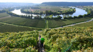 Strafz&ouml;lle von Trump-Regierung: Deutsche Winzer sehen irreparable Sch&auml;den