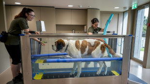 Le royaume suisse des Saint-Bernard se réinvente