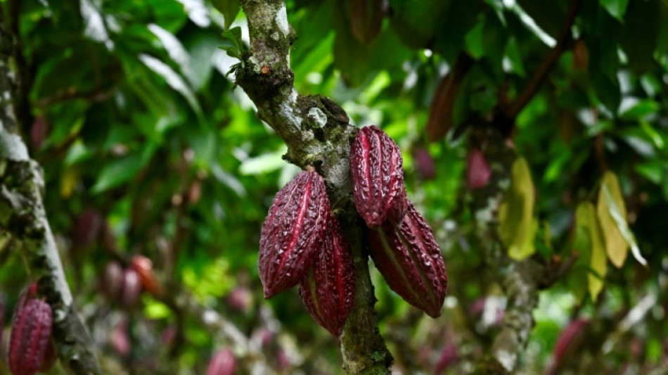 A qui profite la folle envol&eacute;e des prix du cacao? 
