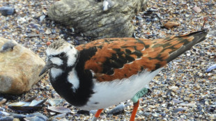 "2TK", cet oiseau migrateur qui aime passer l'&eacute;t&eacute; &agrave; Punta del Este