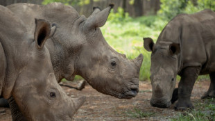 Quatre rhinos tu&eacute;s, des braconniers arr&ecirc;t&eacute;s dans le parc Kruger
