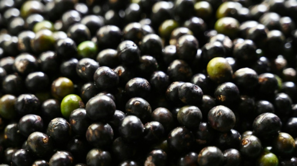 Incerteza nas negocia&ccedil;&otilde;es sobre recursos gen&eacute;ticos e propriedade intelectual na ONU