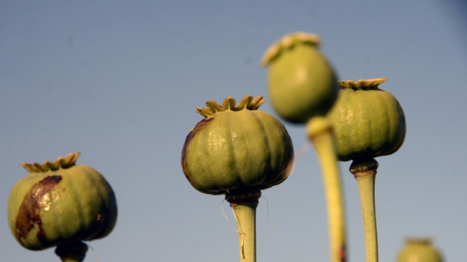 Birmanie: la culture du pavot s'envole apr&egrave;s le coup d'Etat, selon l'ONU
