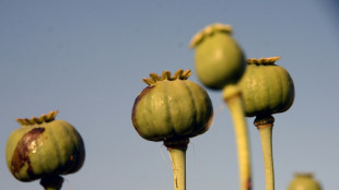 Birmanie: la culture du pavot s'envole apr&egrave;s le coup d'Etat, selon l'ONU