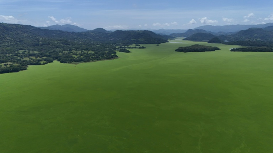 Salvador: un immense lac envahi d'algues vertes, pêche et tourisme à l'arrêt