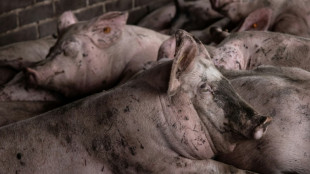 Schweinem&auml;ster wegen Tierschutzverst&ouml;&szlig;en zu Geldstrafen verurteilt 