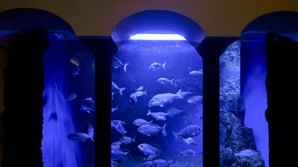 Stazione zoologica Dohrn lancia podcast su biodiversità marina