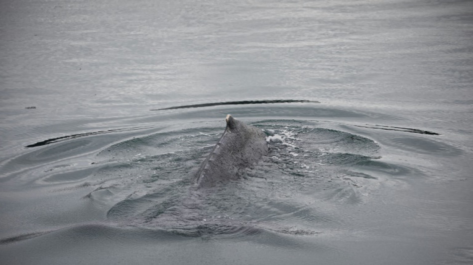 Bretagne: lib&eacute;r&eacute;e, la baleine coinc&eacute;e dans la Rance fait route vers le large