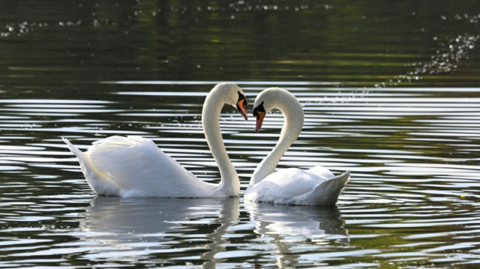 Th&uuml;ringen: Mann soll mindestens einen Schwan an Teich mit Messer get&ouml;tet haben