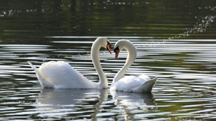 Th&uuml;ringen: Mann soll mindestens einen Schwan an Teich mit Messer get&ouml;tet haben